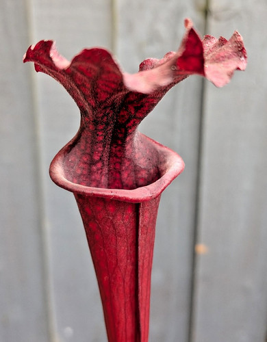 Sarracenia moorei saurus x - sarracenia,