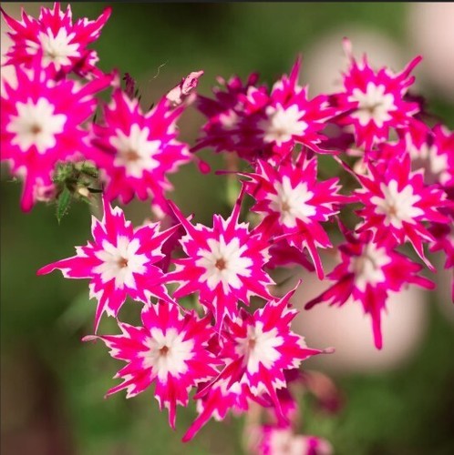 Premium phlox seeds - premium,