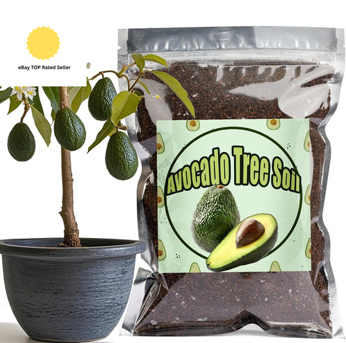 Organic avocado tree potting - organic,
