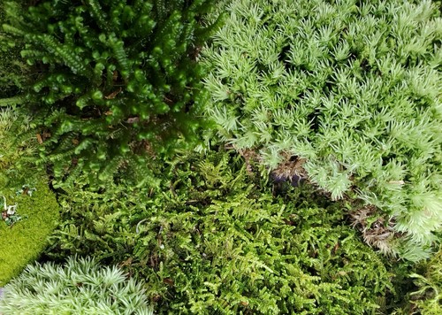 Large live moss assortment for - large,