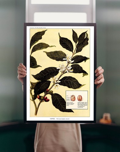 Coffee plant illustration - plant, 1923
