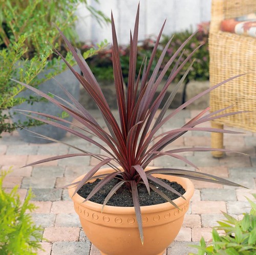 Cordyline red star 2l - cordyline, pot