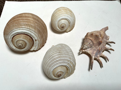 Sea shells large - sea,