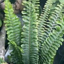 Cloud forest fern native to