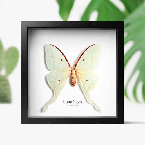 Luna moth butterfly - moth,