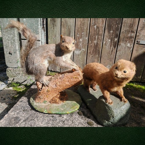 Pair vintage taxidermy - pair,