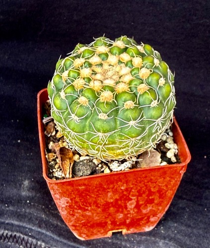 Notocactus uebelmanniamus