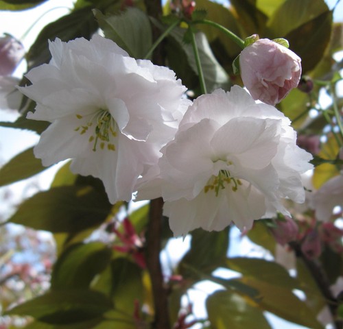 Prunus shirofugen cherry - prunus,