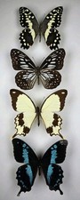 Real Butterfly Collection x 4 A-/A2 Specimens. Wings Spread. Entomology