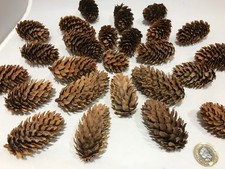 Pine, Fir, Sequoia, Alder