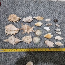 Mixed Sea Shells Collection Bundle 20 +, origin Mauritius, free delivery,