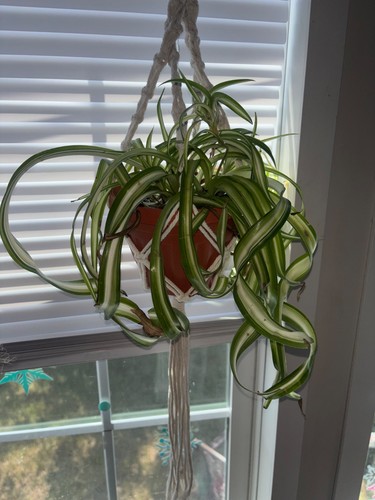 Curly spider plant bonnie - spider, 'bonnie'