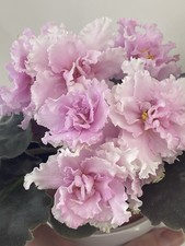 African Violets Two Baby