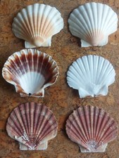 Scallop natural shells large