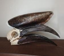 Taxidermy skeleton bones bird