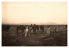 Algeria, Desert Caravan