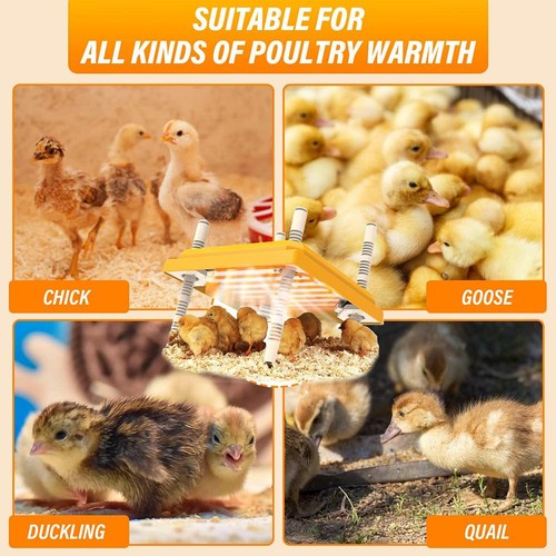 Adjustable chick heating plate - adjustable,