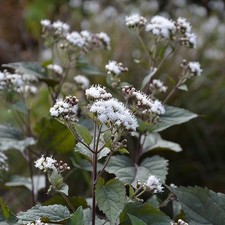 Eupatorium rugosum 'Chocolate'