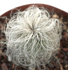 Cephalocereus senilis -