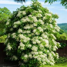 Climbing Hydrangea (Hydrangea petiolaris) - Hardy Vine White Blooms - 1x 5 Litre