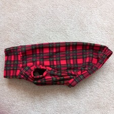 Whippet. Small Dog.Puppy