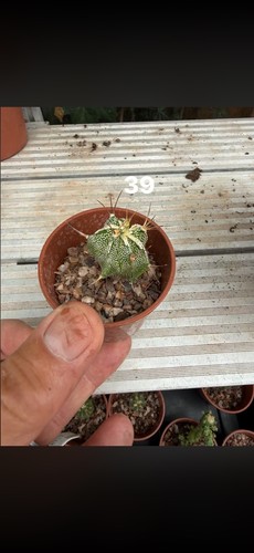 Mixed succulents all each - £2,