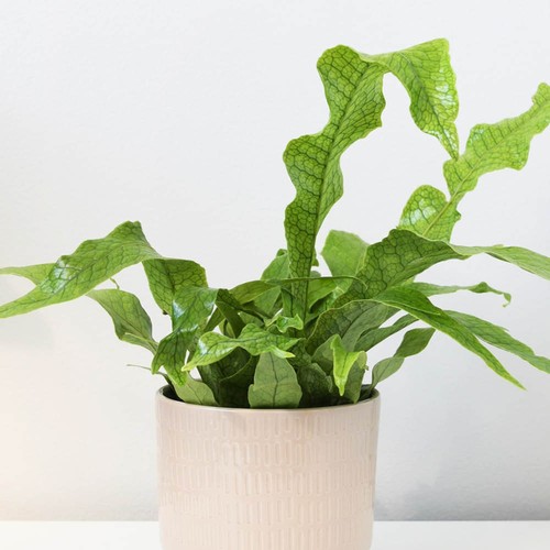 Crocodile fern established - crocodile, fern,
