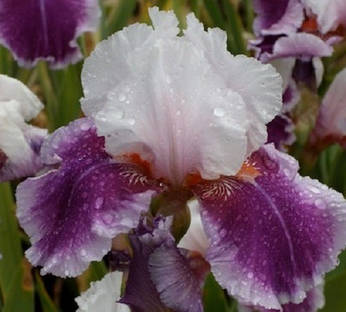 Iris germanica ringo 9cm - iris,