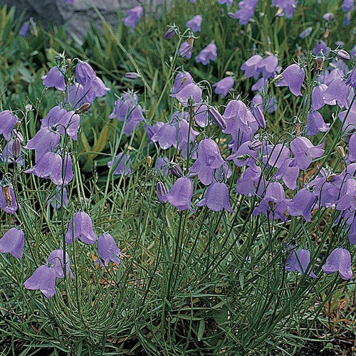 Wildflower harebell seeds - t&m,