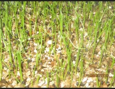 Kelsae Onion Seedings £30 per