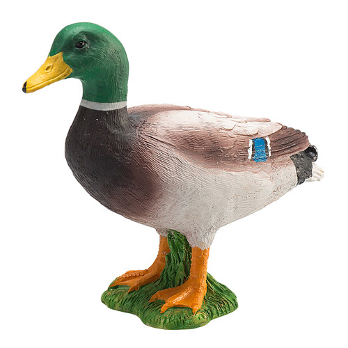 Mallard duck farmyard - duck, life