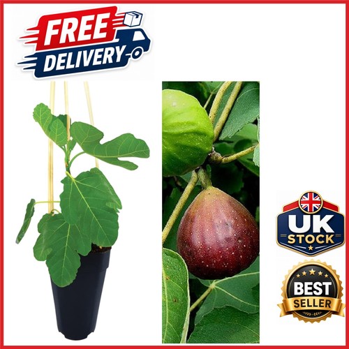 Ficus carica brown - 'brown, turkey'