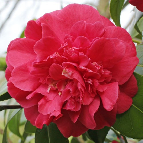 Camellia plant blood china - plant,