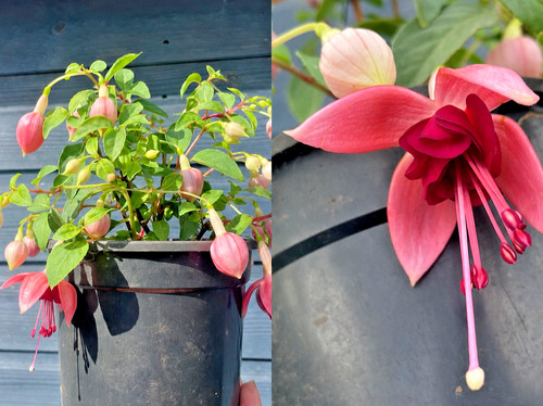 Rhs agm bush - bush, fuchsia