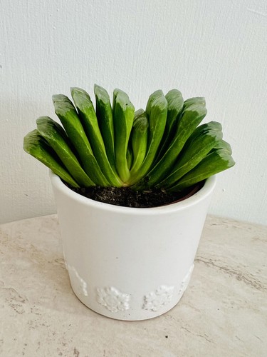 Haworthia truncata succulent - haworthia,