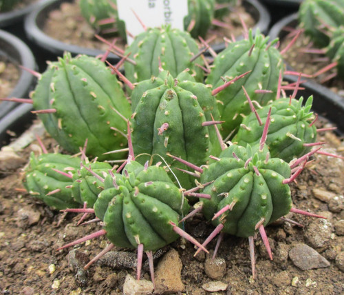 Euphorbia enopla nice sized - enopla,
