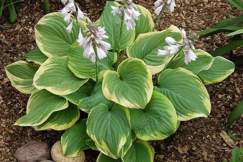 Hosta fragrant bouquet - hosta,