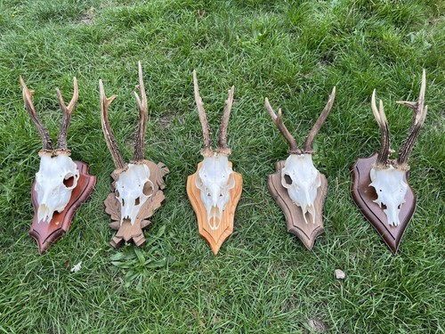 Nice roe deer - nice,