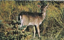 Animal Postcard - Fallow Deer      XX422