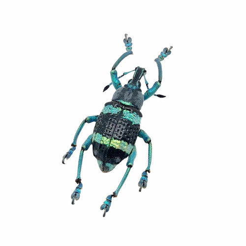 Blue striped weevil - beetle, |