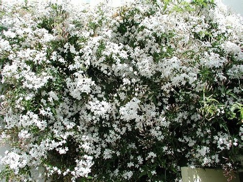 5ft inc pot white - 5ft,