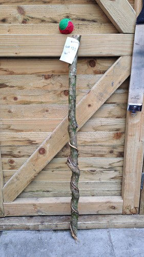 Twisted twisty wood hazel - twisted,