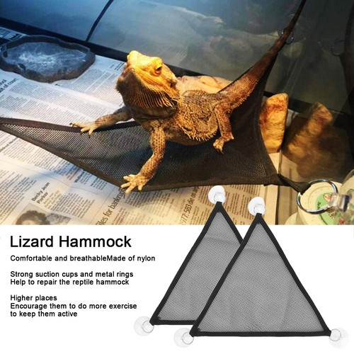 Reptile hammock lizard - reptile,