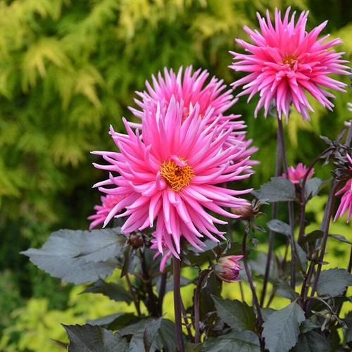 Dahlia electro pink plug - ‘electro, pink’