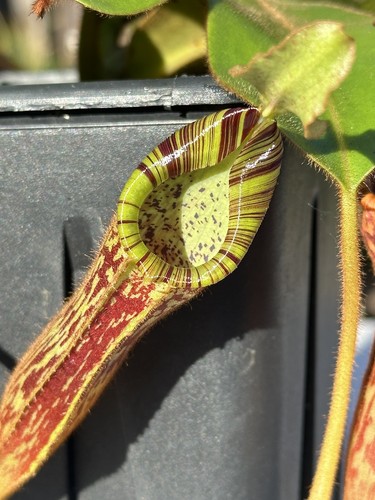 Nepenthes platychila mollis - platychila,