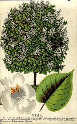 1880s color botanical - color,