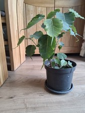  Peepal/Pipal plant Ficus