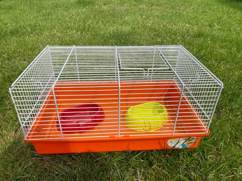 Hamster cleaning cage - hamster,