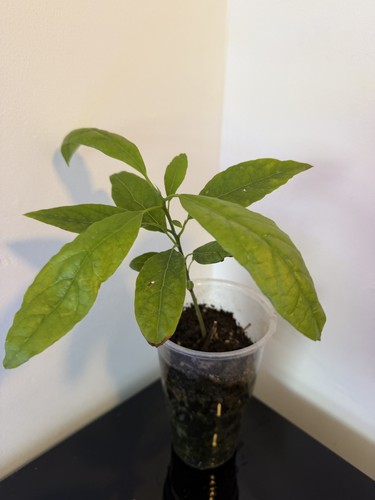 Giant avocado baby plant - avocado, 1