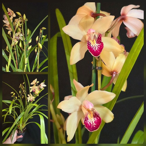 Cymbidium white dotted lip - cymbidium,